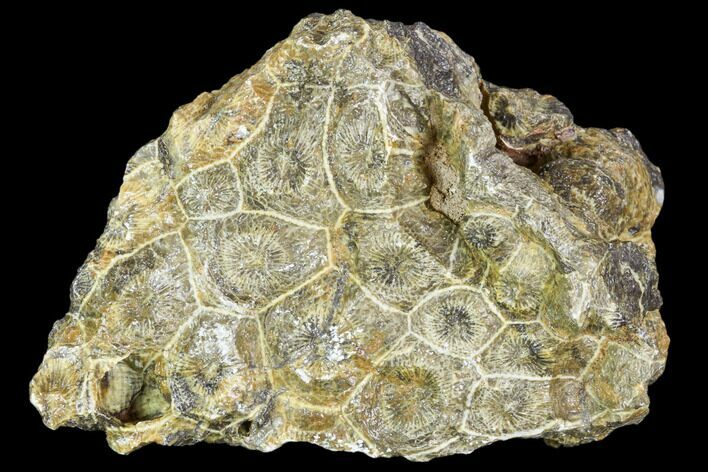 Fossil Coral (Actinocyathus) Head - Morocco #105716